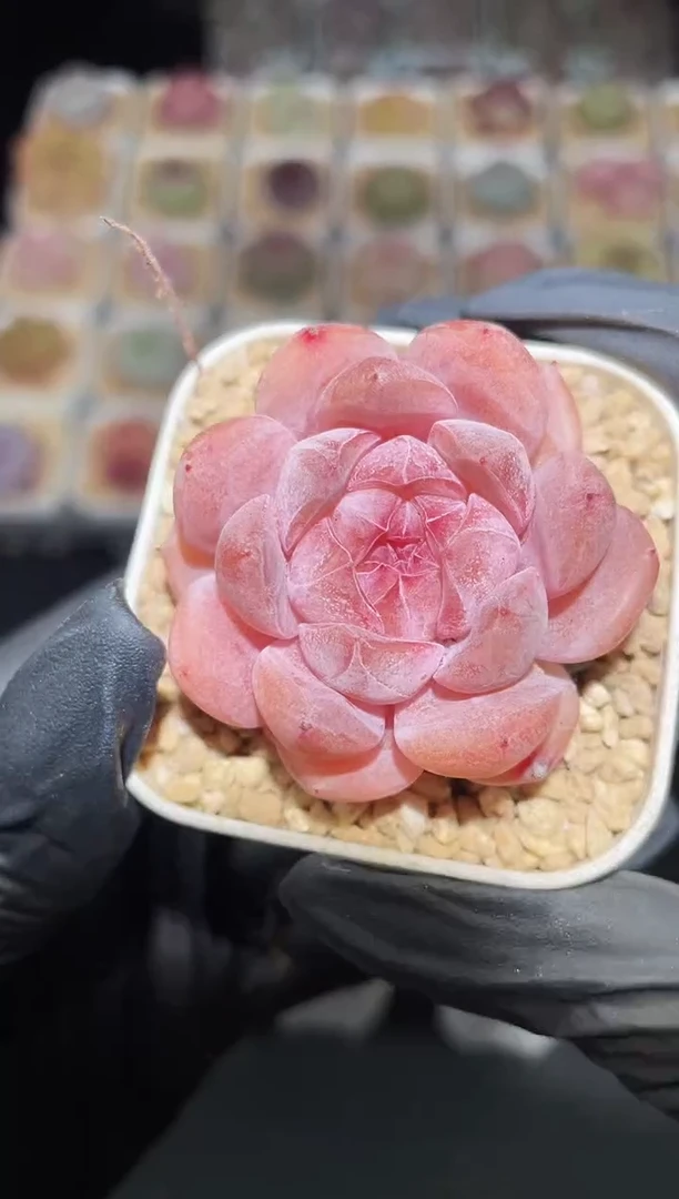 闪购2752 璇玑混发多肉一颗 4厘米