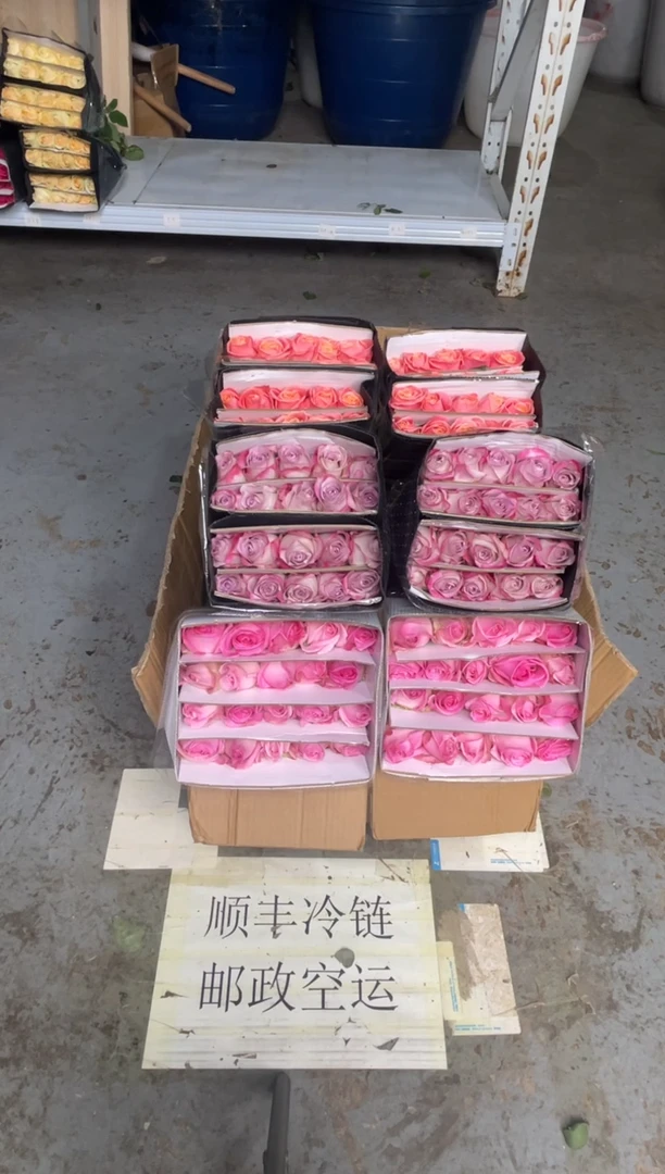 桃红20枝+气场20枝+朱小姐20枝