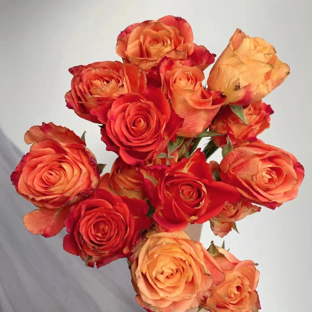 【多头玫瑰】火焰多头玫瑰   任意两单顺丰或者京东包邮