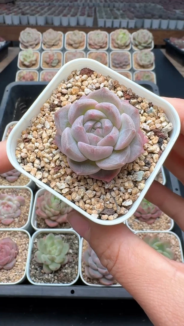 【闪购商品】099号一物一拍珍妮多肉花卉植物3颗起发