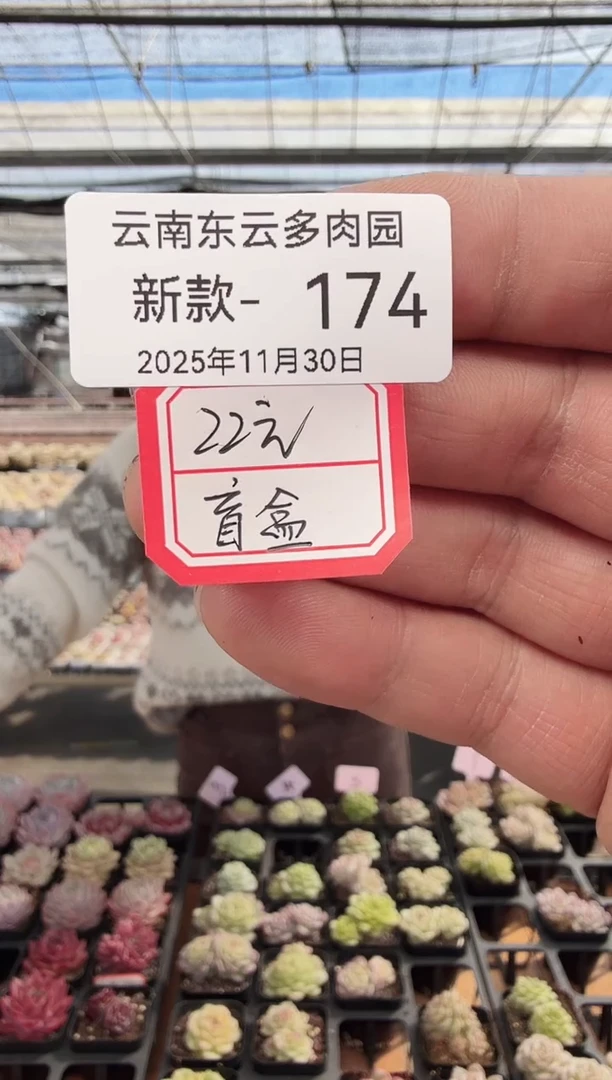 东云多肉园新款-174（22元盲盒）