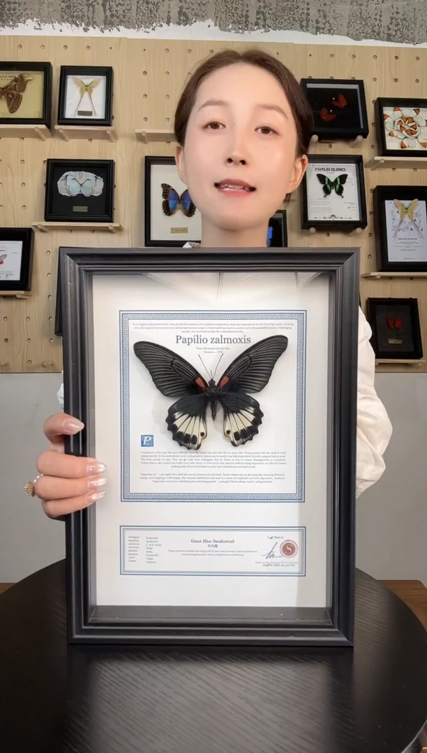 美凤蝶（蝴蝶装饰画A4框）