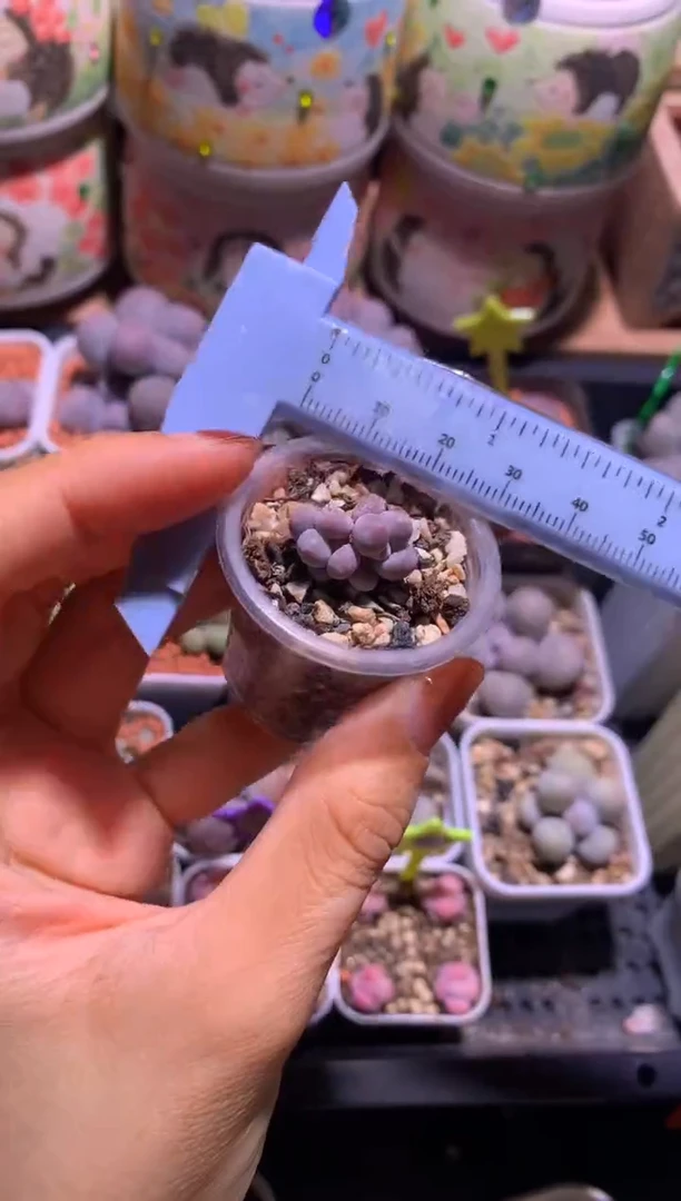 彩虹奶酪叶插苗，满28包邮，不满发一个叶片到付