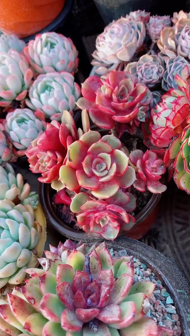 【闪购商品】14115