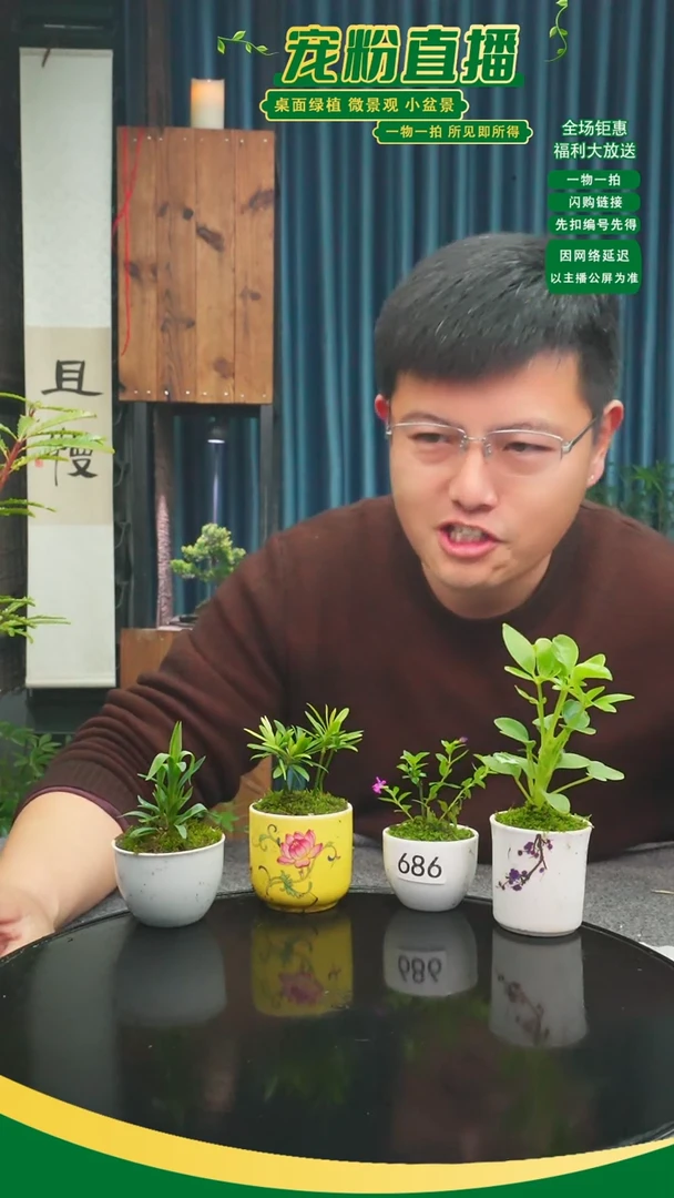 无花朵巧**芙苔藓微景观686号