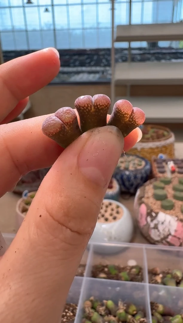 2-65多肉植物肉锥