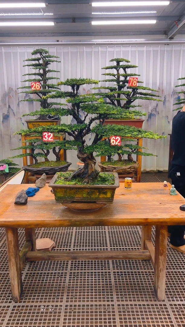 无花朵1*7精品盆景直播间一物一拍