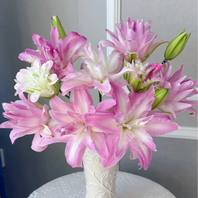 【探花甄选】水蜜桃重瓣百合花卉 云南基地直发 任意购治