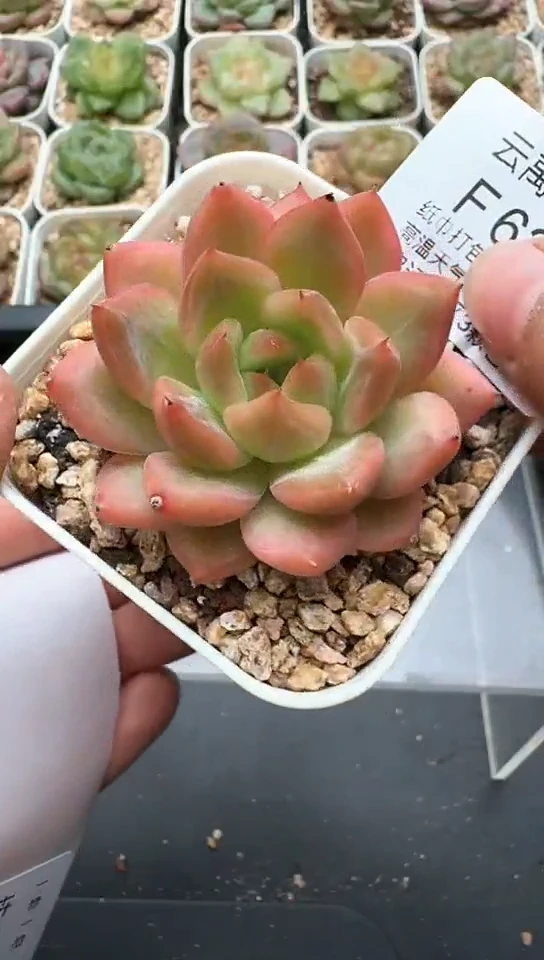 626F云禹多肉植物 默认脱土纸巾打包 3颗包邮