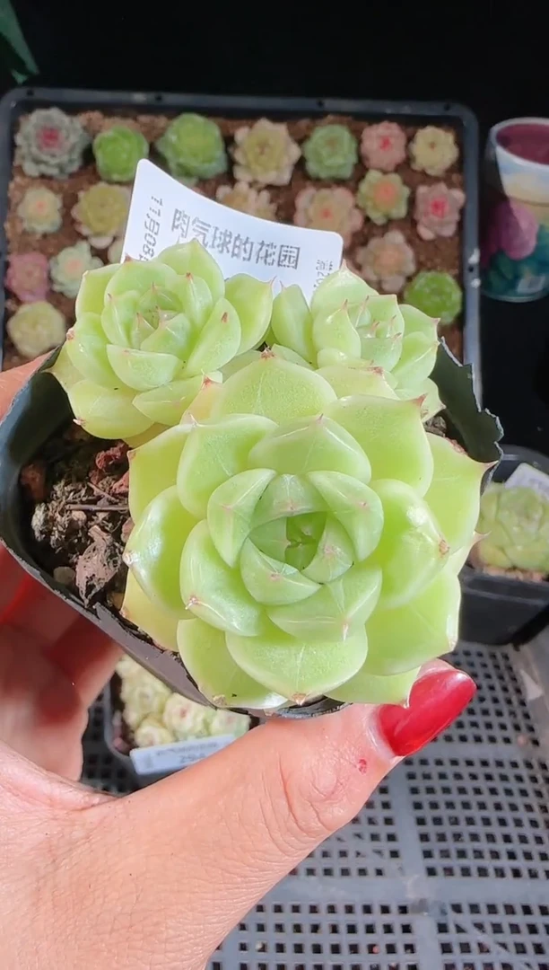 1108-295麦秆群不包整