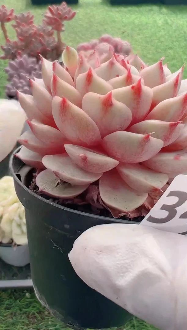 【闪购商品】信福多肉一物一拍