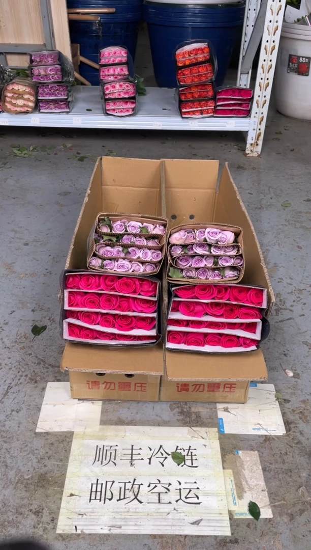 佛洛依德20枝+海洋之歌20枝