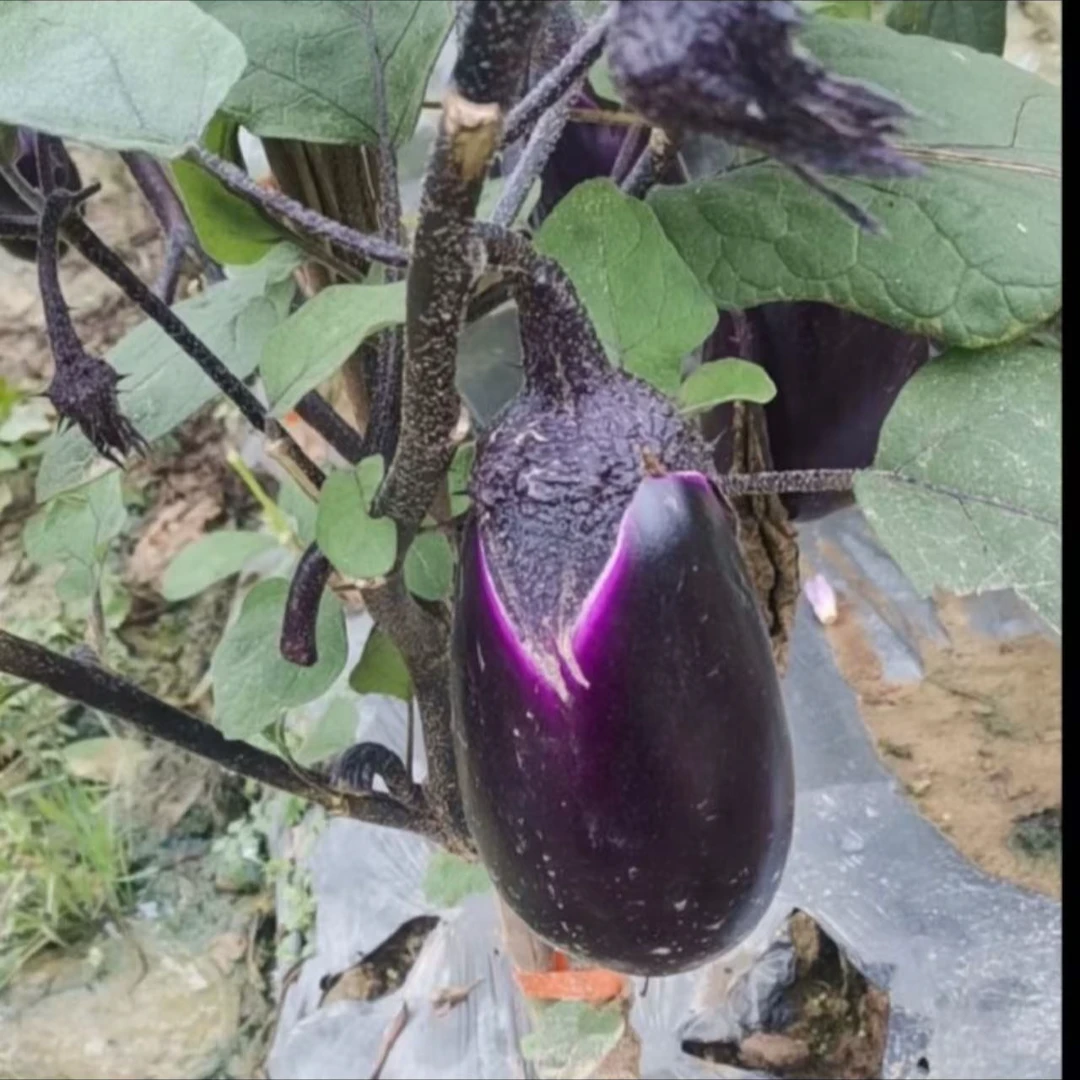 湖北广水农家露天自种紫茄子软糯新鲜嫩茄子