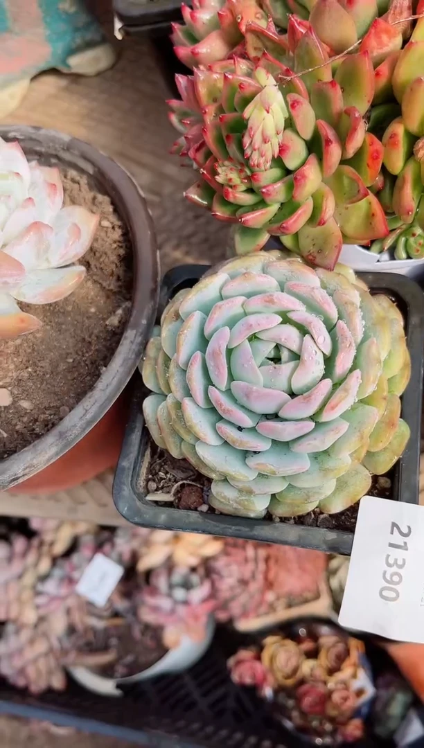 【闪购商品】21388