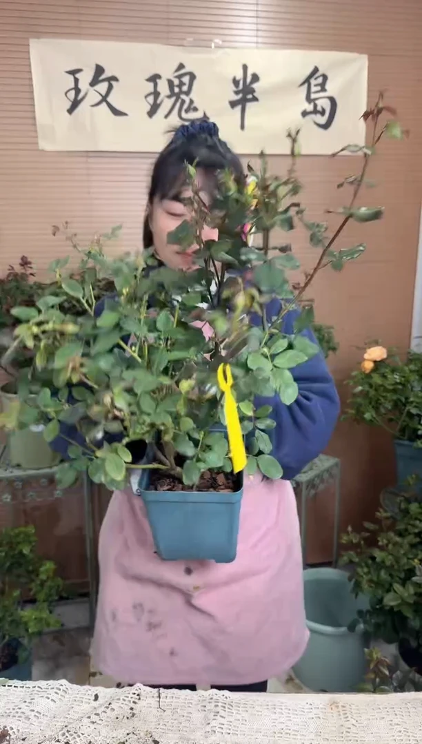 可可洛可1.5加仑扦插苗