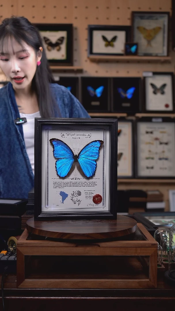 大蓝闪蝶豪华版10寸欧式框（带证书）