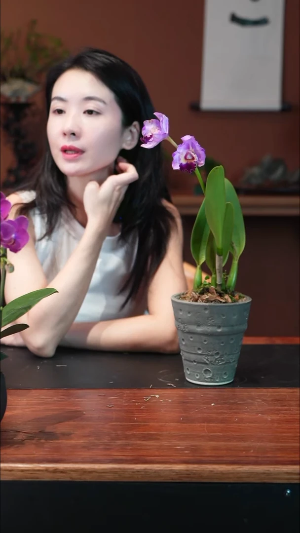 无花朵圣诞卡特盆景盆景盆景
