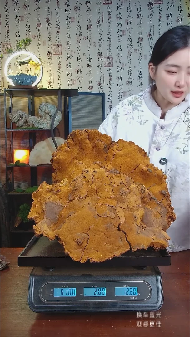 松针层孔菌中国大陆【藏区野生】松树桑黄（12.2斤）130-140年份