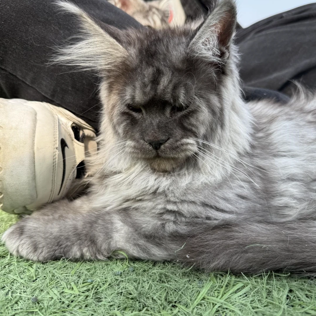 【南京zm缅因猫舍】活体猫猫