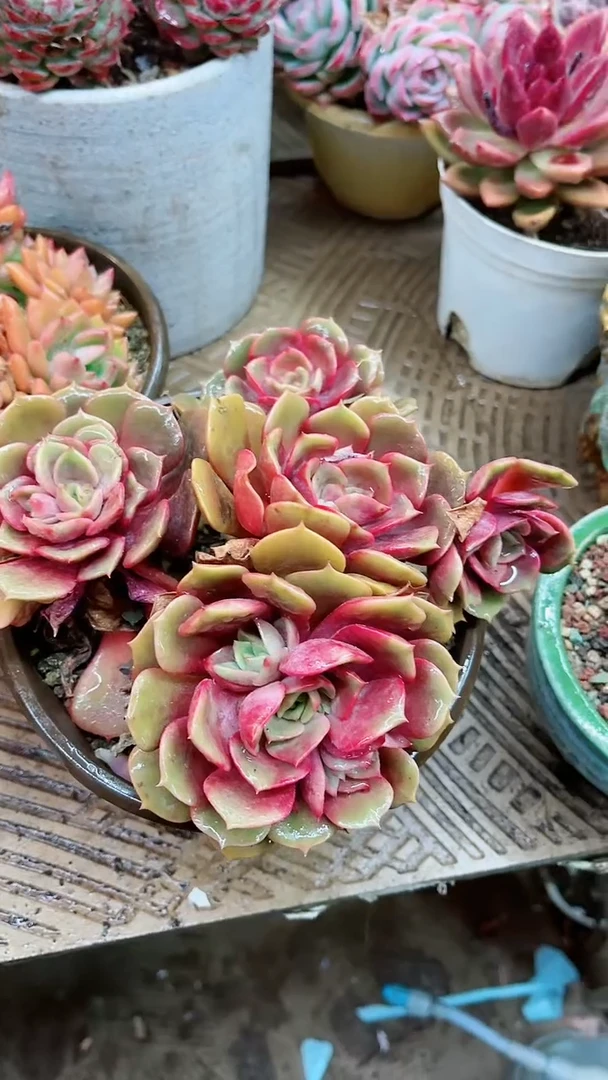 【闪购商品】17019