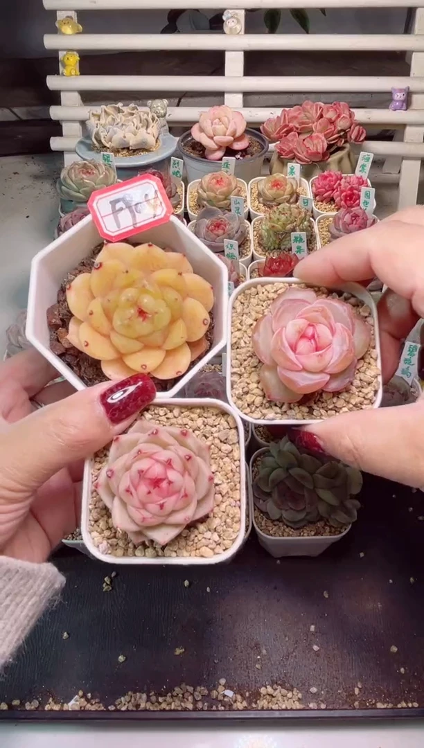 【闪购商品】F904小金猪织婳水兵月