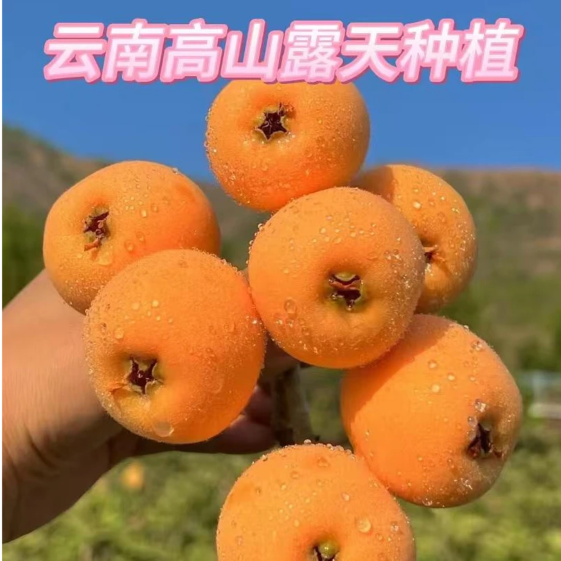 云南高山高原露天枇杷新鲜多汁现摘现发当季孕妇水果送礼首选