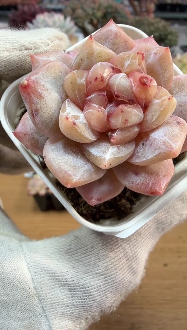 东云多肉园二店-181