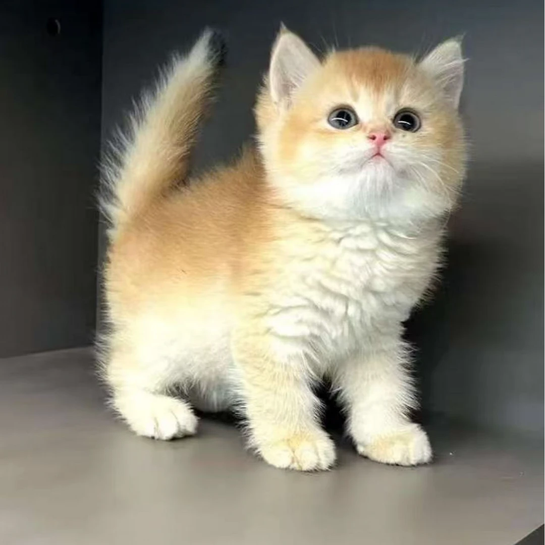 【有家宠物猫猫店】精品可爱金渐层猫咪链接