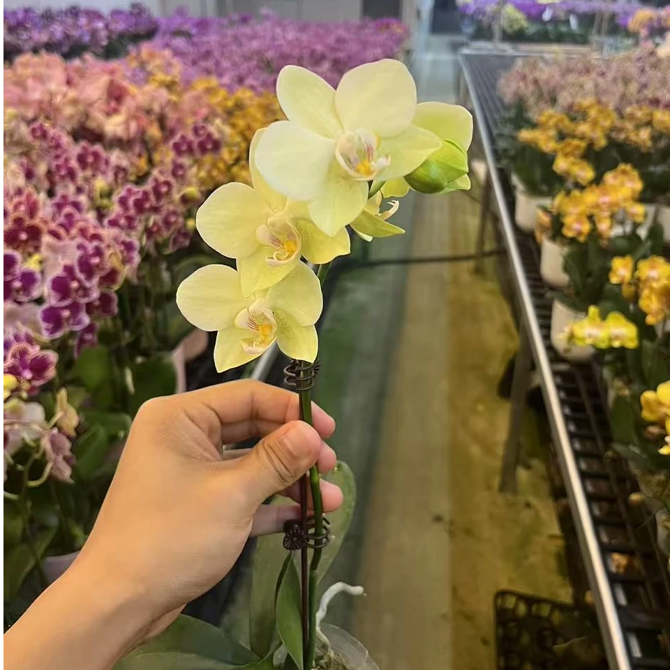A08【绿水晶】3棵起组盆室内绿植花卉高端蝴蝶兰