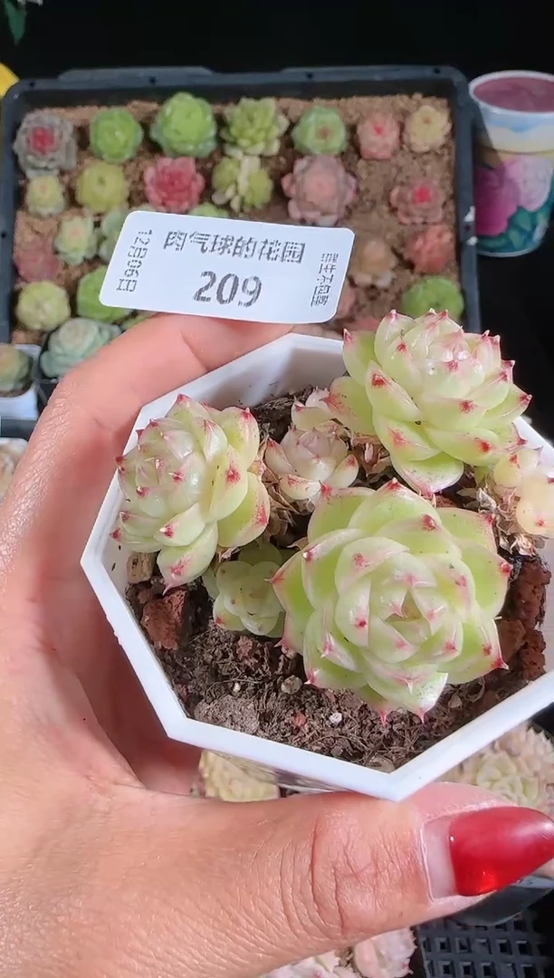 1206-209多肉群生不包整