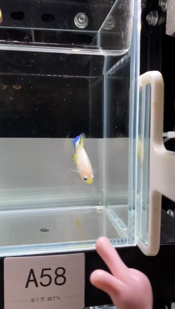 海水鱼?****?A58585858