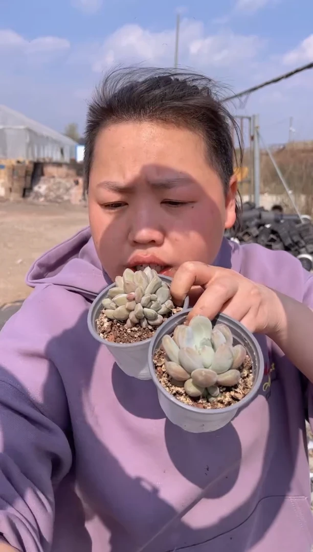 【闪购商品】25-森林之心带盆土1单1多5