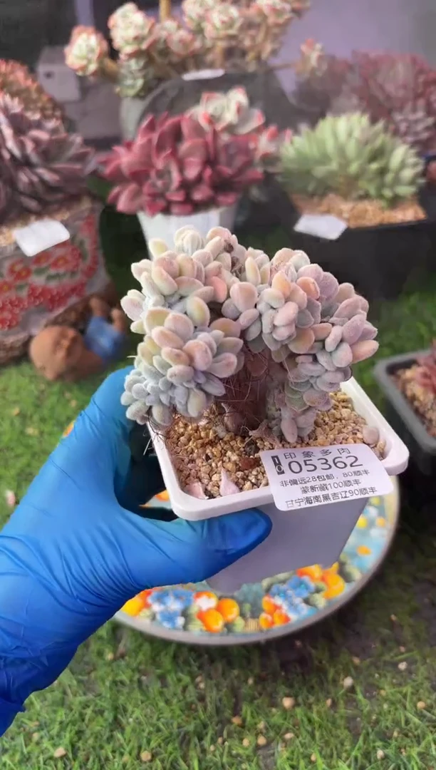 昆明印象多肉05362