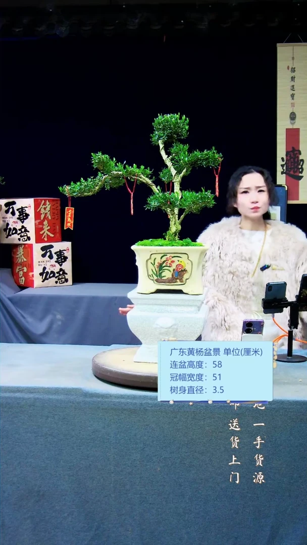 【闪购商品】黄杨盆景黄杨盆景