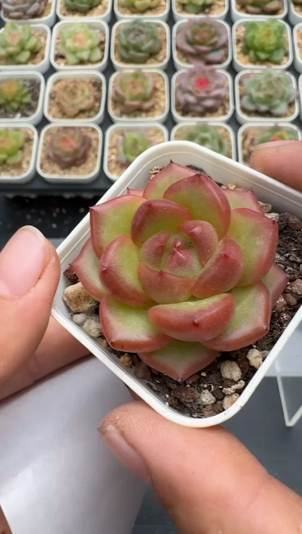 502E云禹多肉植物 带盆土纸巾打包 3颗包邮