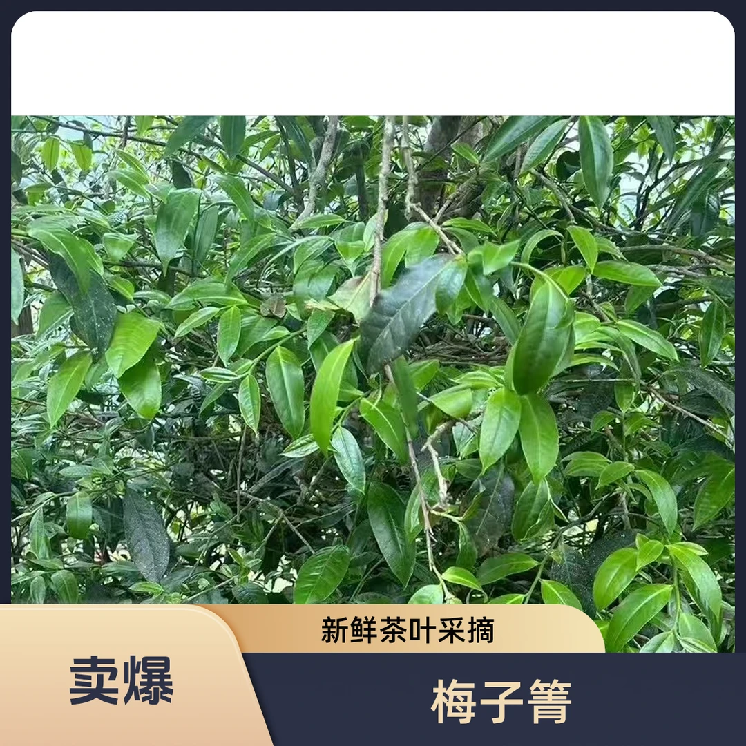 2025年梅子箐古树春茶