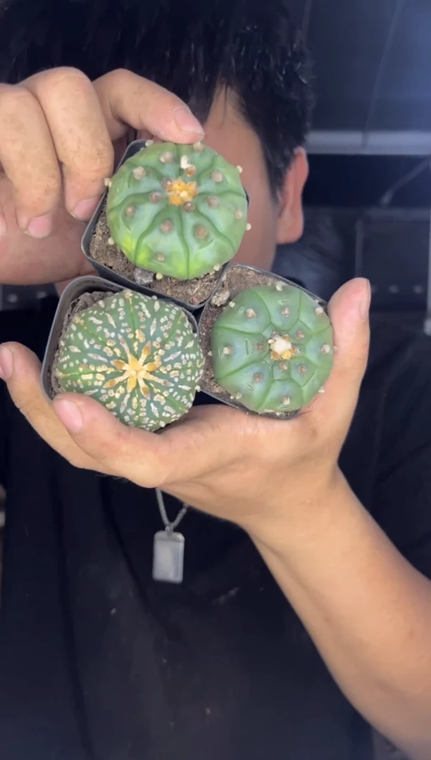 3颗 实生根 星兜 4-6cm