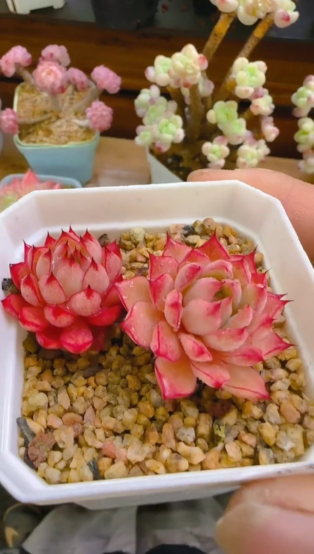 【闪购商品】喜—192—仙农（小海螺）