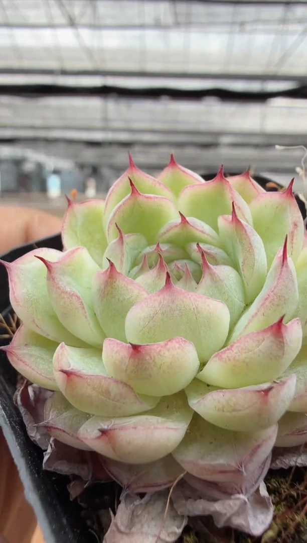 东云多肉园二店-225