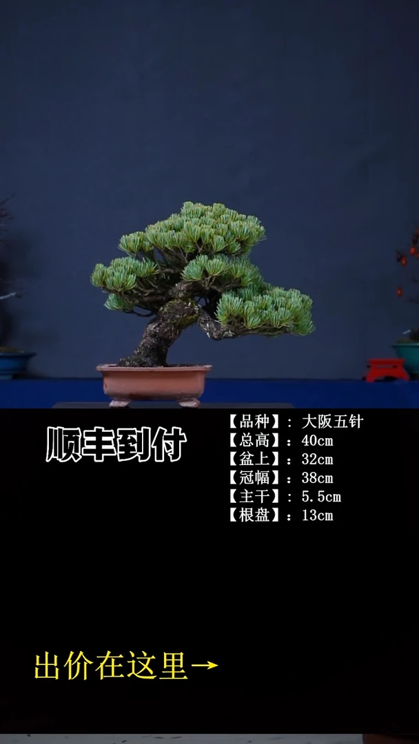 无花朵大阪五针 不包邮