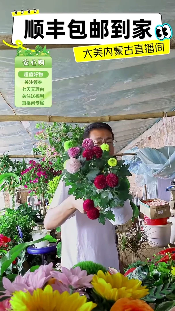 完全开放六色乒乓菊