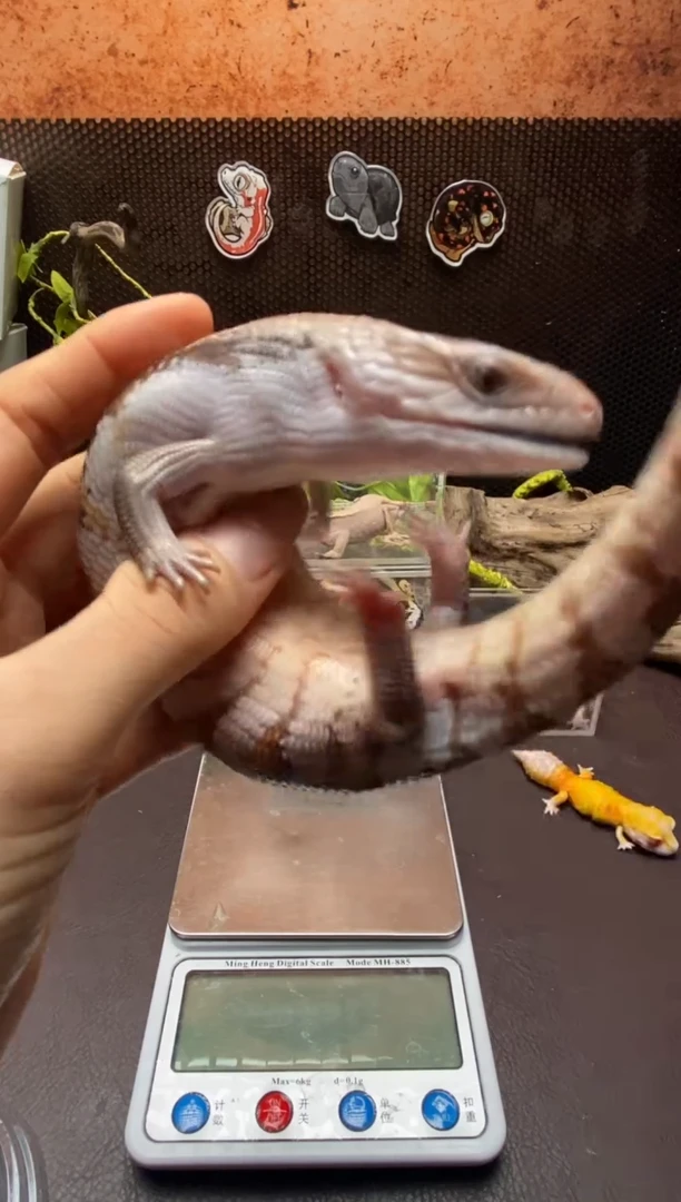 蓝舌石龙子鳞与尾 Scale Tail 爬宠昆北150克