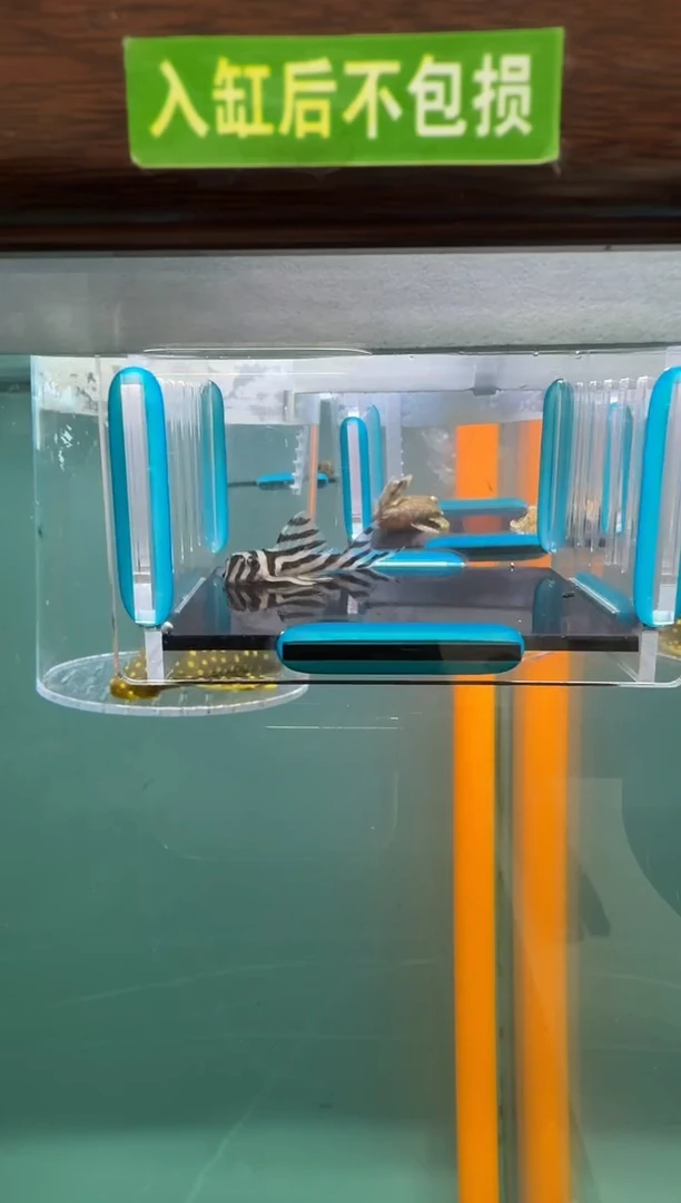 清道夫鱼028号046短头入缸不包损录制完整开箱视频4.5厘米