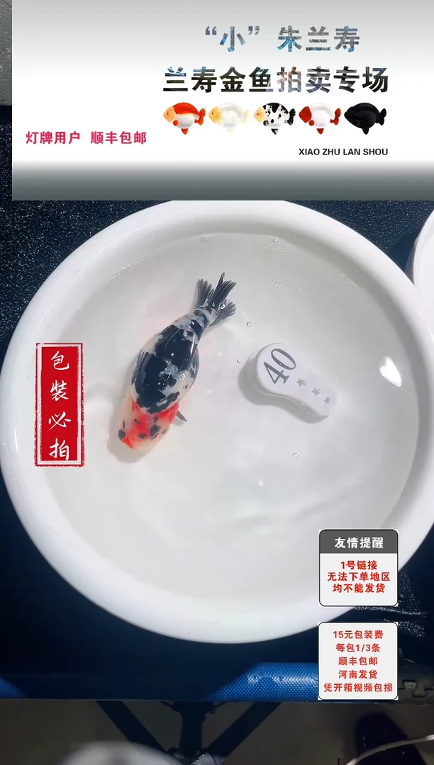 金鱼没拍包装顺丰到付1~3条每包40号