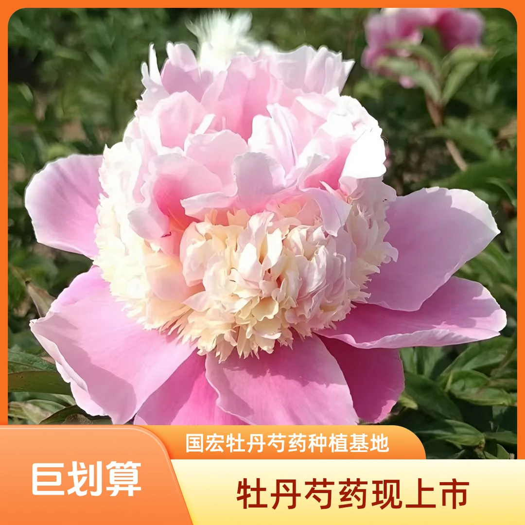 国宏牡丹芍药种植基地呈祥裸根发货
