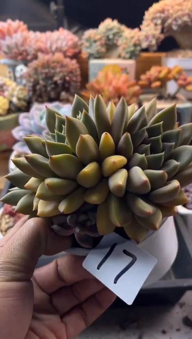 17红象牙11111111111111