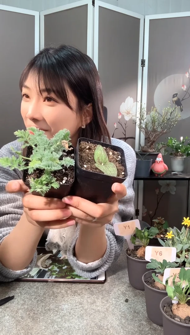 【闪购商品】紫镜羽叶福利组合2.20.