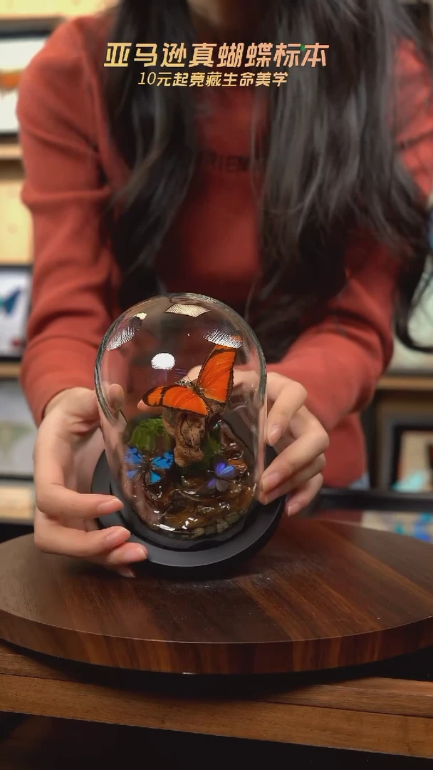 蝴蝶标本摆件竞拍d36