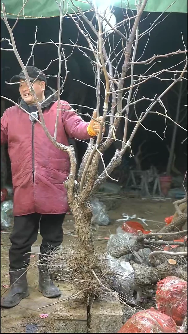完全开放枣树356
