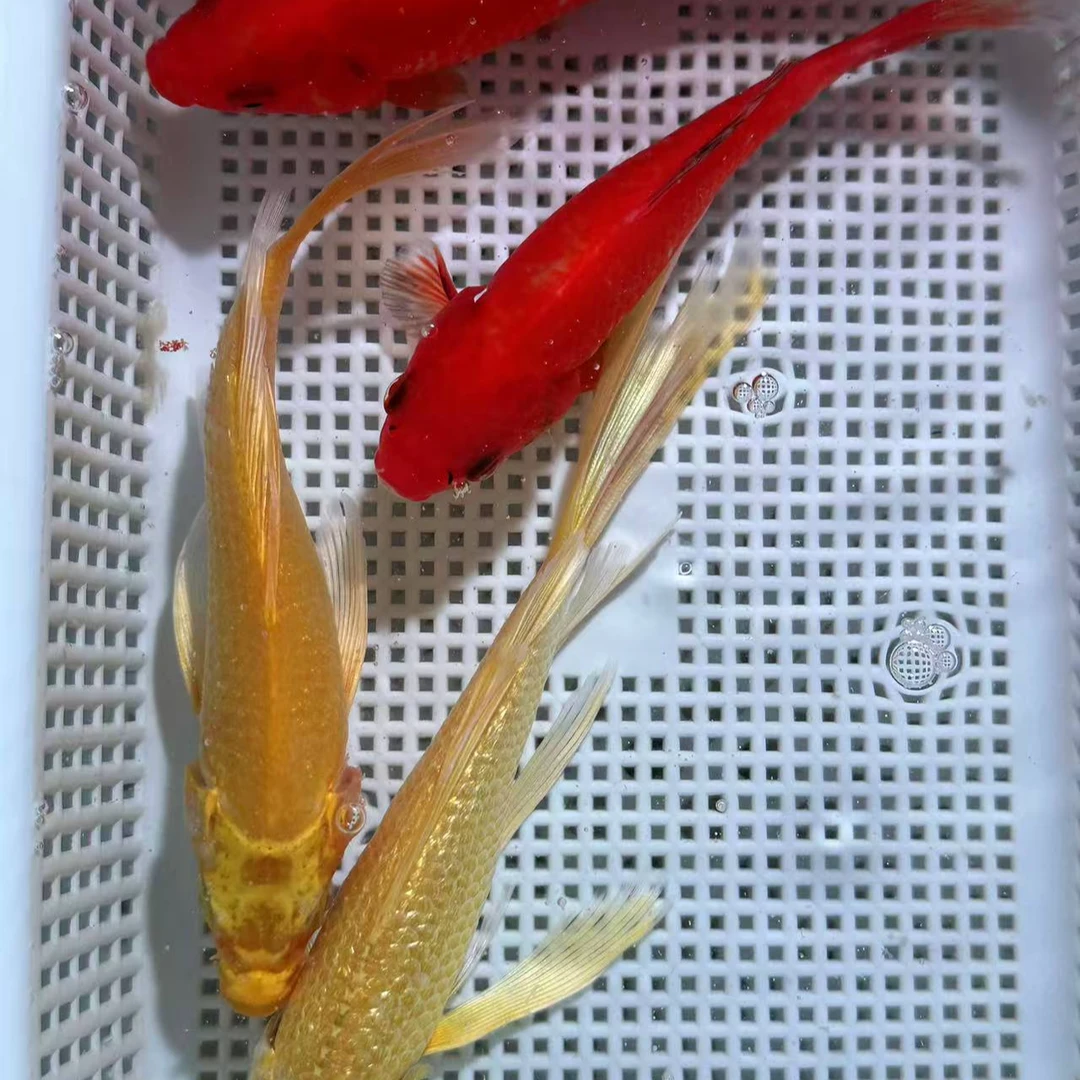 【新手福利】 黄金2+红草2条共四条 8-10cm 锦鲤观赏鱼活鱼